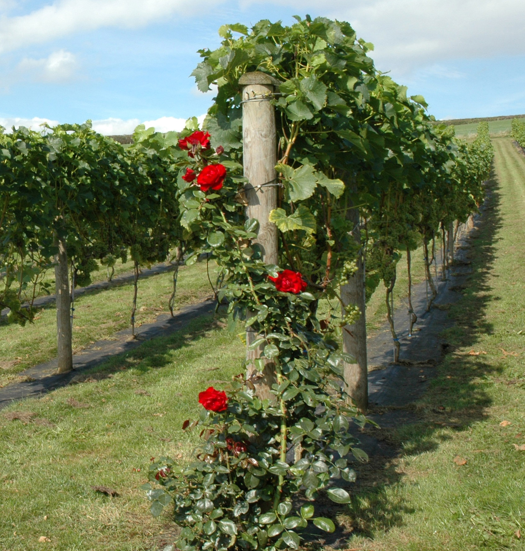 A vintage year at Pebblebed Vineyard for Hospiscare The Exeter Daily